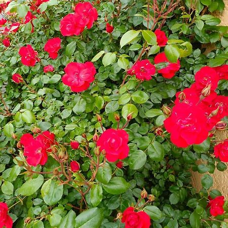 La Maison Des Roses Chadrac エクステリア 写真