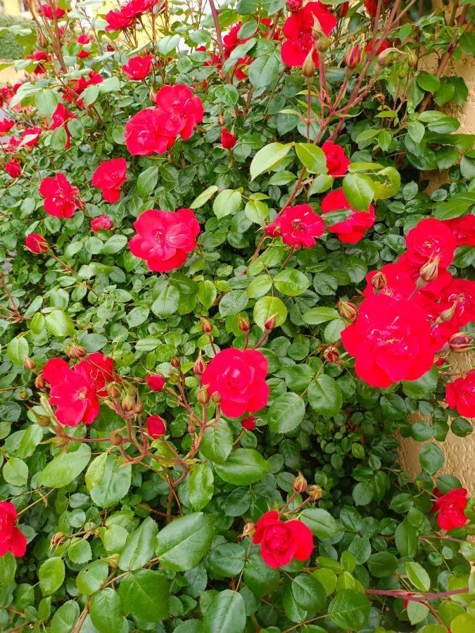 La Maison Des Roses Chadrac エクステリア 写真